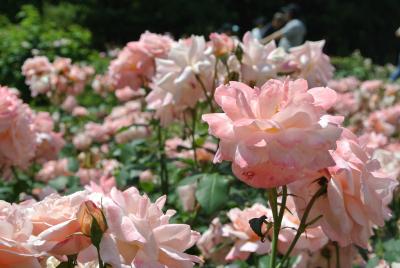 ☆2016.05大阪☆靭公園　バラ園