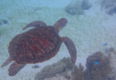 ボホール島の旅（３）～バリカサグ島２日目～