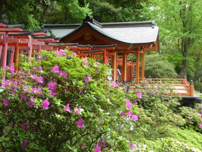 優雅な春の「根津神社　つつじまつり」♪　Vol2　江戸時代の美しい神社♪