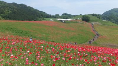 初夏の秩父路へ～(1)「天空のポピーまつり」。正にその名の通りでした。「秩父神社」にも行きました。