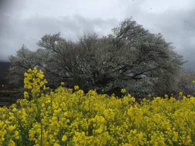 ★南阿蘇「一心行の桜」そして雄大な自然と文化遺産