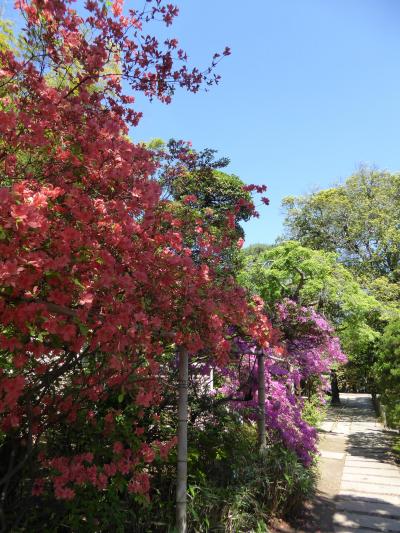 新緑の川越　優雅な散歩♪　Ｖｏｌ1　☆中院：ツツジと新緑の美しい庭園♪