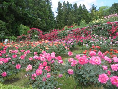 母と行く霊山寺☆バラ園で、綺麗なバラをいただいちゃいました(*^。^*)