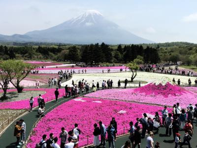 富士山をバックに芝桜の富士山は一見の価値あり
