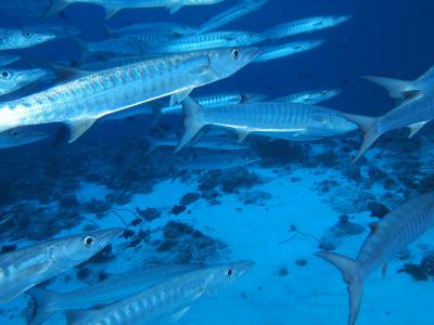 3度目のパラオは遠かった!!GW編