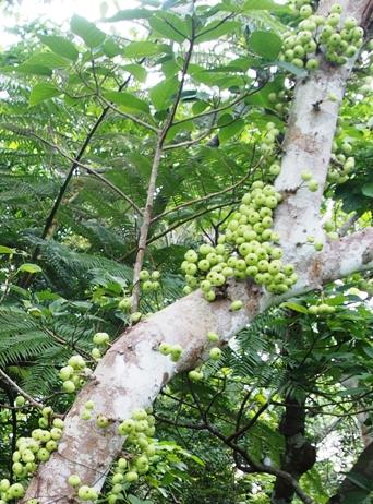 ５月　八重山諸島へ　石垣島･バンナ公園