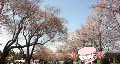2016年5月　北海道の桜はこんな感じ