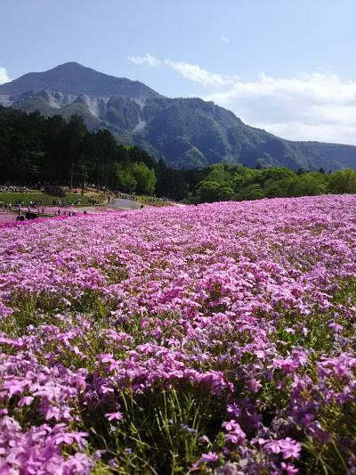 GW 羊山公園の芝桜