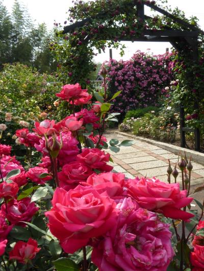 大阪南部をブラブラ・・・　バラが満開の「花の文化園」～千早の森の古民家カフェへ♪