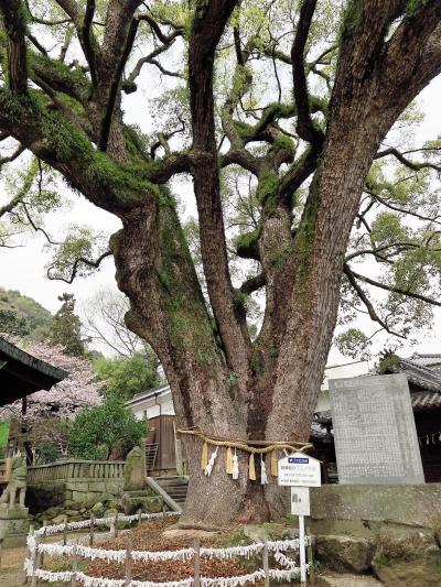 尾道-3　艮神社　旧市内で最古の神社　☆クスノキ巨木の樹齢は900年