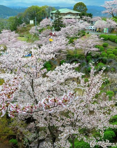 尾道-4　千光寺公園　ロープウェイで3分　☆さくらの園、最盛期はいま