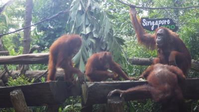 2016年4月。スクートでシンガポール。3日目公共機関で動物園