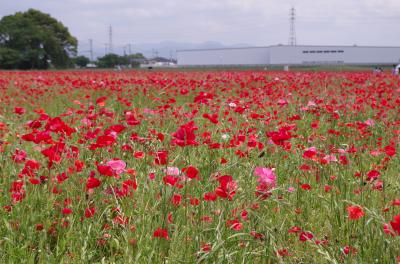 2016親孝行の旅～福岡・これが最後かもしれない生まれ故郷と原鶴温泉