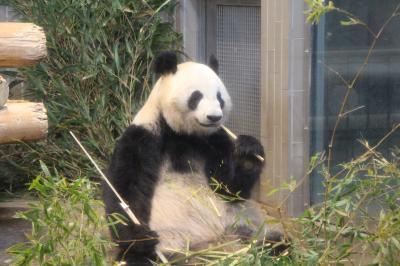 パンダに会いに…上野動物園＆韻松亭でのとりすきディナー