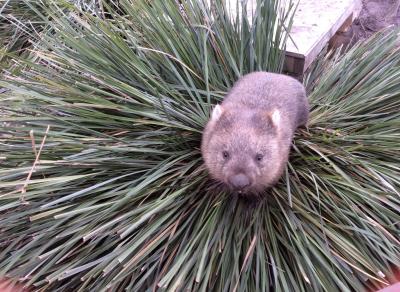 オーストラリア旅行②タスマニア州ローンセストンその1:プチホテル&タスマニアの動物