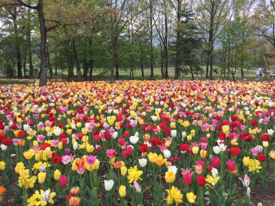 アルプスあづみの公園とか