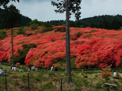 日本唯一！オンツツジの古木の大群生