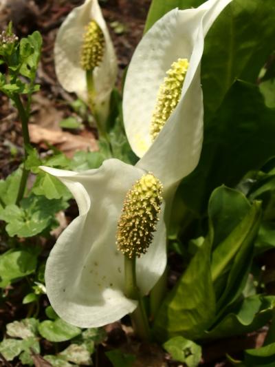 目覚めたばかりの春を満喫　　花巡り戸隠高原ゆる歩き♪ １日目