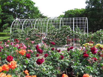 平塚市総合公園のバラ　　