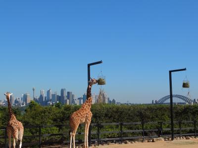 初の南半球★シドニー旅行⑤動物園