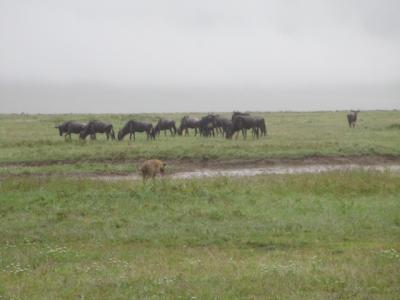 【2016年5月】タンザニア旅行記(2of4,ンゴロンゴロ保全地域編)