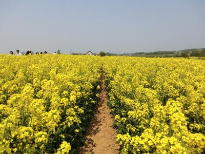 菜の花や、菜の花や・・・滝川菜の花まつりに行ってきた！