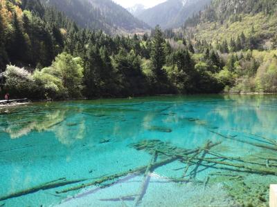 「もこみち・青い池」からから始まった中国四川省 九寨溝1500キロの旅。世界遺産の黄龍・峨眉山・楽山大仏・都江堰・武候祠(三国志）・パンダ・チベット民族舞踊　高山病を舐めたらいかんばい前編