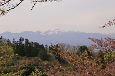 新幹線とレンタカーで巡る福島「花紀行」　（１）ピンク色ではなかった花見山