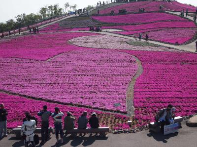 天空の花回廊、芝桜まつり