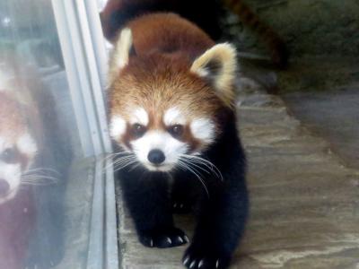 初夏のレッサーパンダ紀行【３】 愛媛県立とべ動物園　大注目の１歳のコウメちゃんと０歳の砥々丸君の同居！！　そして、やはりかっこいい緑乃介じいちゃん！！