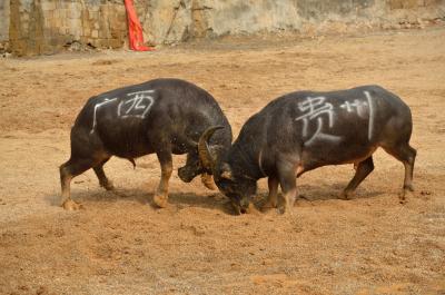 広西チワン族自治区で農村気分と桂林観光。<3/3>