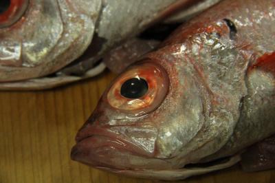 2016年5月　小浜市・舞鶴市　若狭小浜お魚センター・海の迎賓館  特務艇はしだて