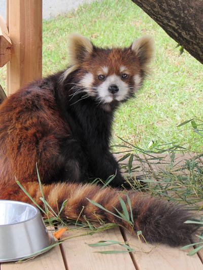 北陸の動物園巡り+あれこれ ?