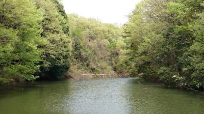 新緑が芽吹きはじめた森林公園