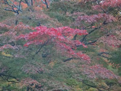 この時期の箱根小涌園の庭は