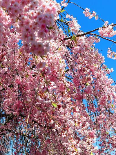 喜多方1　旧日中線　しだれ桜散歩道 見ごろ　☆並木道２?程を往復