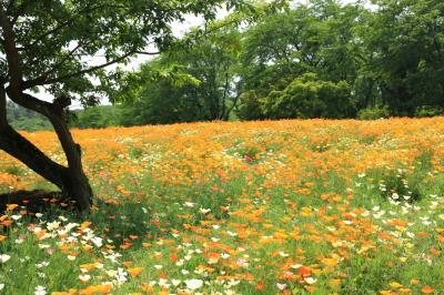 埼玉県長瀞町　ハナビシソウ園&長瀞町郷土資料館