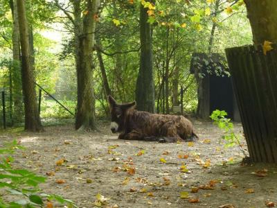 ２０１２秋のプランケンデール動物園