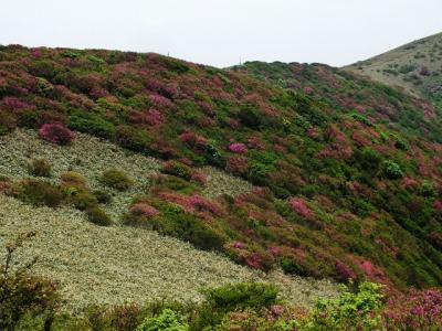 山並みがピンクに染まる！四国一のミツバツツジ山脈