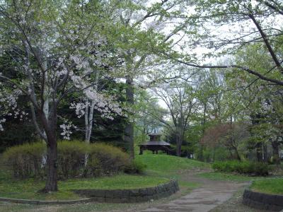 北海道・青森の桜旅　２　札幌の桜