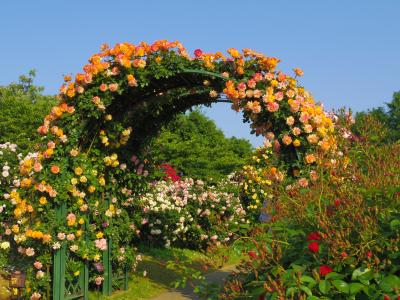 2016年春　京成バラ園　オレンジ色のバラ