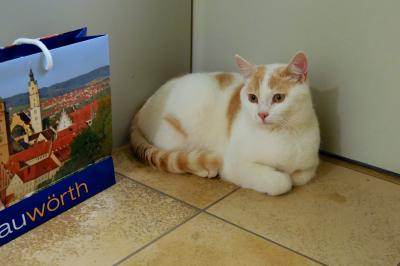ロマンチック街道の猫旅「小さな町の魅力」編ーードナウヴェルトと観光局の猫