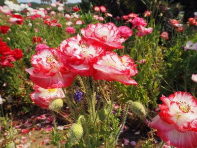 南房総ドライブの旅　館山観光とたてやま温泉に泊まってまったり♪　１日目