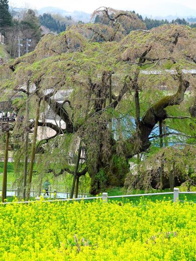 三春滝桜A　花は散っても枝振り見事　☆５年ぶりの同日訪問で