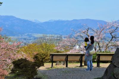 福井県　さくら舞い散る春の越前大野に行ってみた　オッサンネコの家族旅