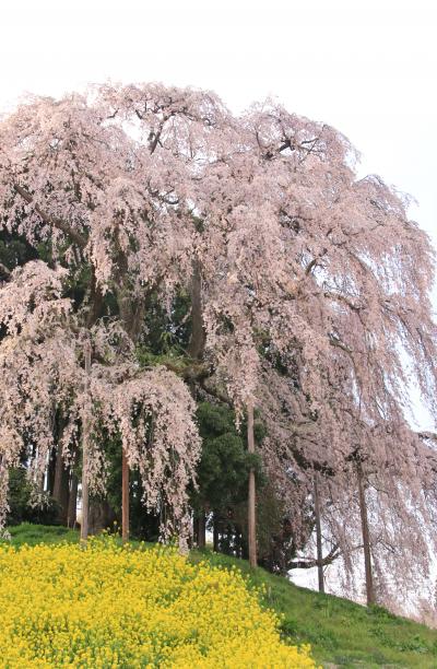 新幹線とレンタカーで巡る福島「花紀行」　（2）二本松の枝垂桜と大杉