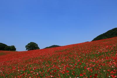 埼玉県秩父地方　やっと行けたよ。天空のポピー！