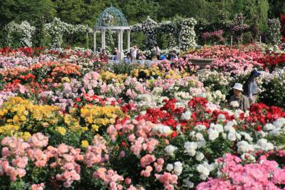 まぶしい初夏の花盛りの京成バラ園とレッサーパンダ詣2016（１）おはようローズガーデン～早咲きも見頃で遅咲きも咲きそろったこの上ない華やかさのバラ園