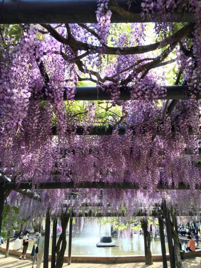 五月晴れの白井大町藤公園 ＆白毫寺 九尺藤ライトアップ