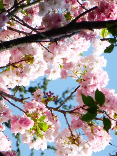 2016.4　新宿御苑で八重桜をのんびり堪能